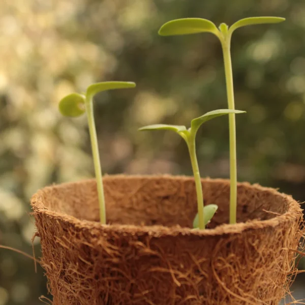 eco friendly desk planters in delhi