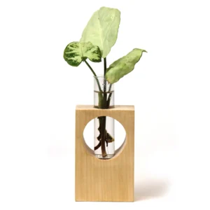 eco friendly desk planters in gurugram