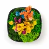 eco friendly planters in delhi eco friendly planters in delhi