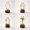 plant gifts for employees in delhi plant gifts for employees in delhi